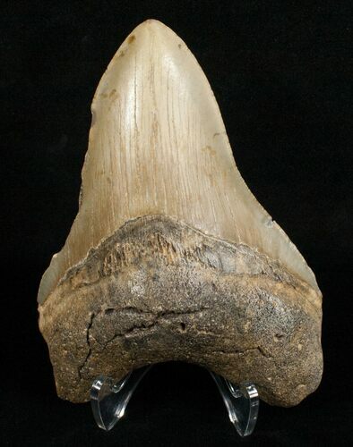 Megalodon Tooth - Carolinas #4986